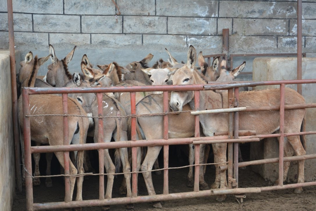 lua-bi-nhot-trong-chuong-truoc-khi-giet-mo-goldox-kenya.-nguon_-the-donkey-sanctuary.jpg